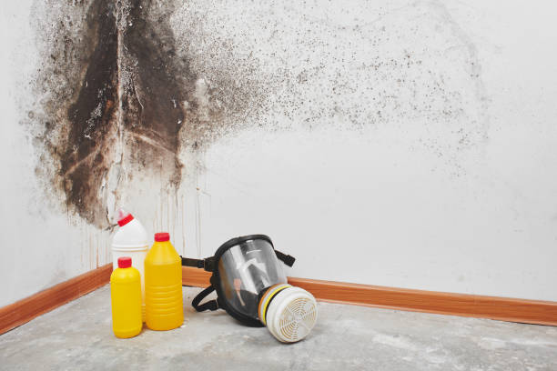 Best Certified Mold Removal  in Urbana, IA