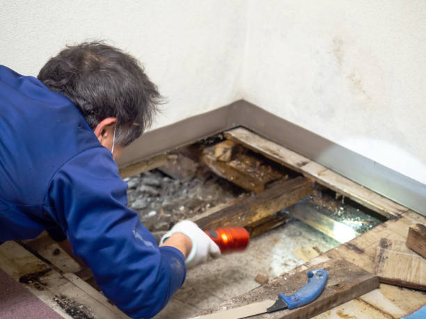 Best Mold Cleaning Services  in Urbana, IA