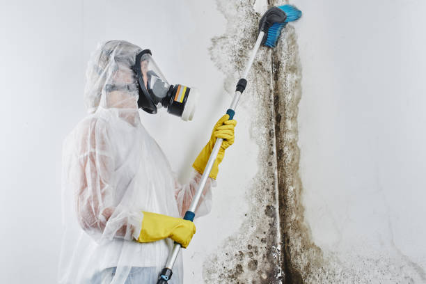 Professional Mold Removal in Urbana, IA