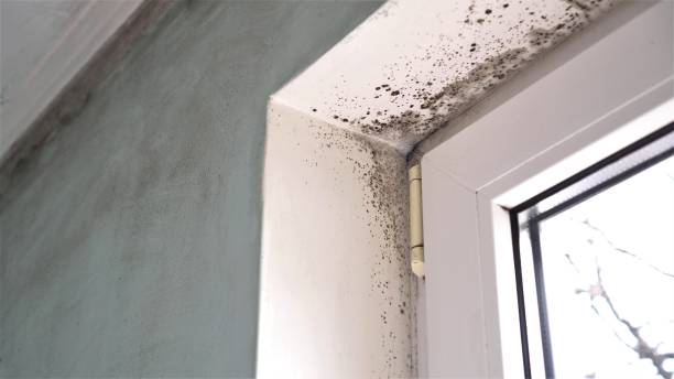 Best Office Mold Removal Services  in Urbana, IA