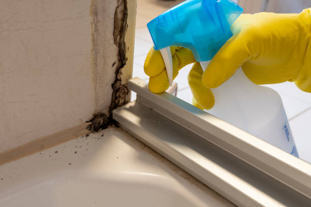 Best Home Mold Removal  in Urbana, IA