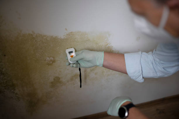 Best Emergency Mold Removal  in Urbana, IA