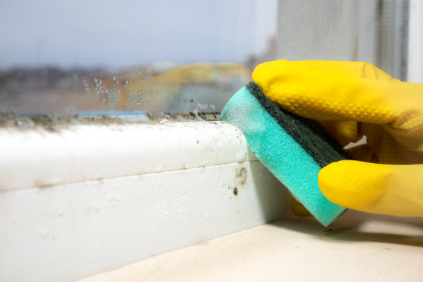 Crawl Space Mold Removal in Urbana, IA