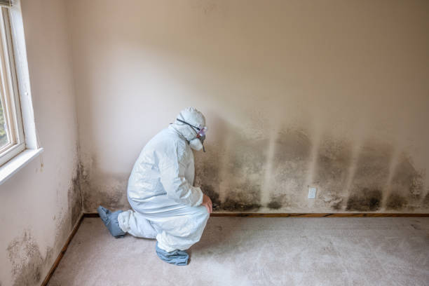 Certified Mold Removal in Urbana, IA