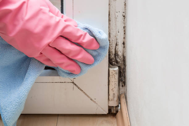Best Mold Damage Repair  in Urbana, IA