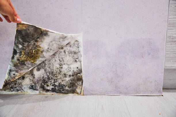 Best Commercial Mold Removal  in Urbana, IA